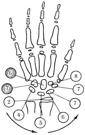 схема окостеніння кісток кисті