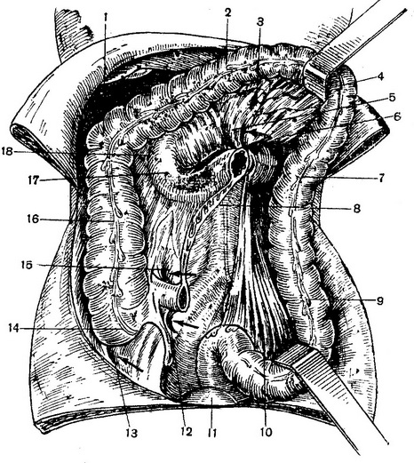 топографія ободової кишки