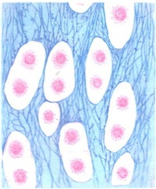 еластичний хрящ