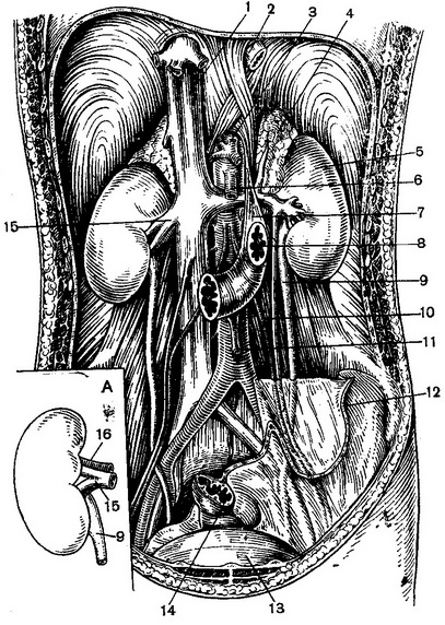 топографія нирок та сечовивідних шляхів