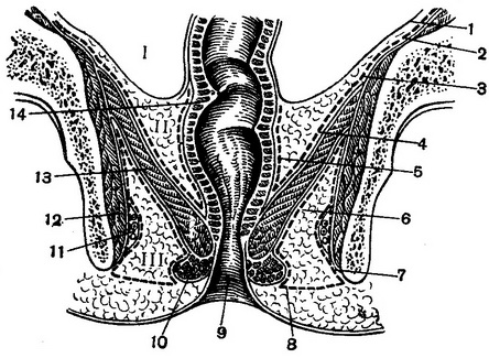 схема розташування поверхів малого тазу на фронтальному розпилі
