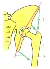 напрям дії сил м'язів кульшового суглоба