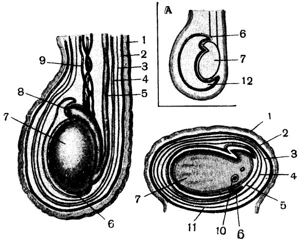оболонки яєчка і сім'яного канатика