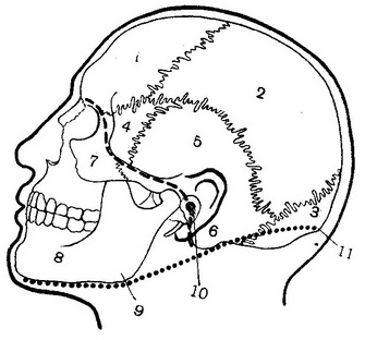 поділ голови на мозковий та лицьовий відділи