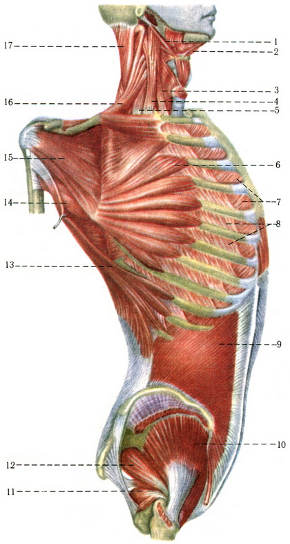 м'язи грудей і живота