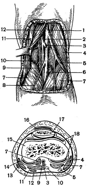 підколінна ямка