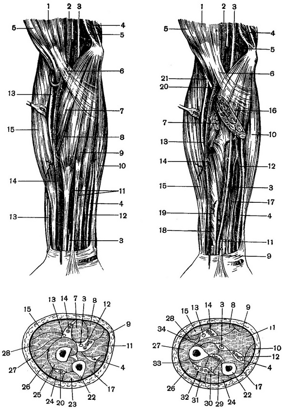 передня поверхня і поперечні розпили передпліччя