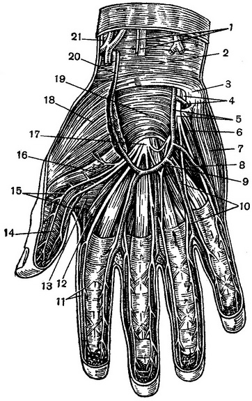 топографія судин і нервів долоні