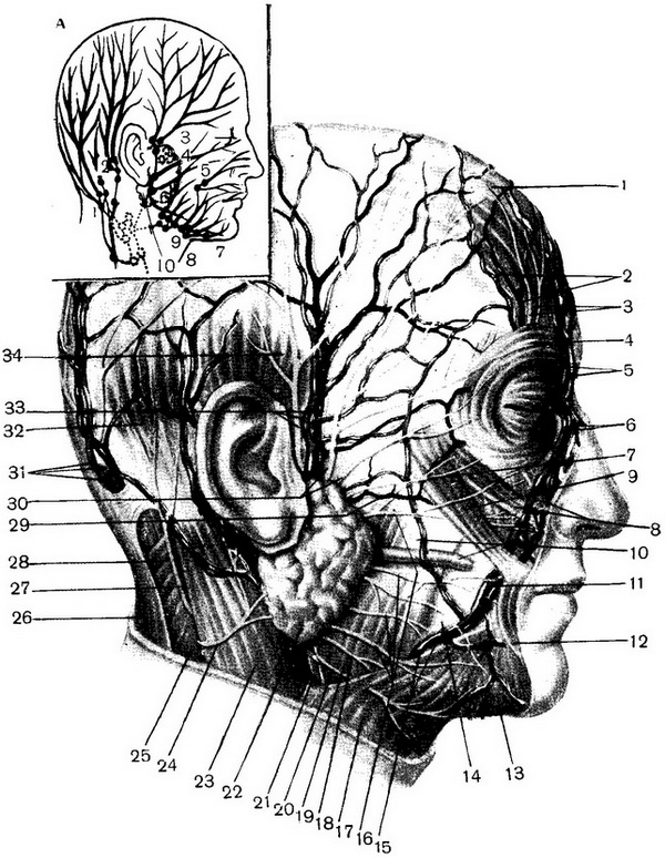 судини і нерви особи