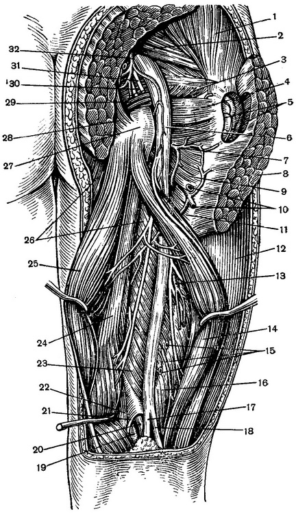 топографія м'язів, судин і нервів задньої області стегна