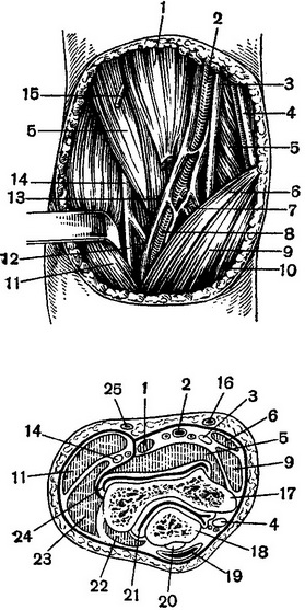 топографія підколінної ямки