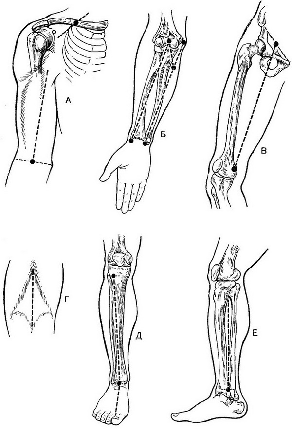 проекція артерій кінцівок