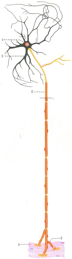 схема будови нервової клітини