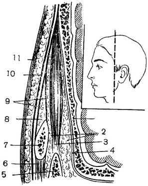скронева область на фронтальному перерізі