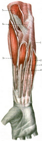 м'язи і фасції правого передпліччя