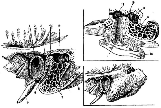внутрішня будова соскоподібного відростка