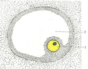 жіноча статева клітина