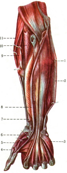 м'язи правого передпліччя