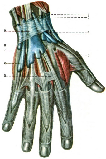 м'язи та синовіальні піхви дорсальній поверхні кисті