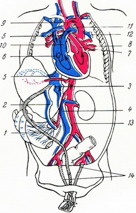 схема кровообігу у новонародженого