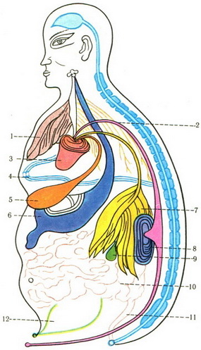 анатомічна схема людини