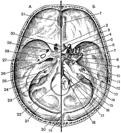 внутрішня основа черепа