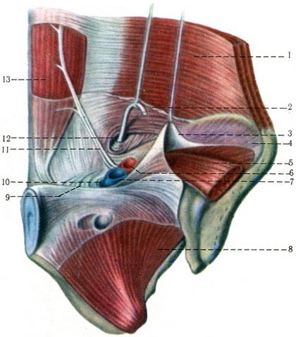 внутрішня поверхня передньої стінки живота та тазу