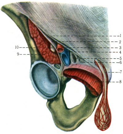 права пахова область