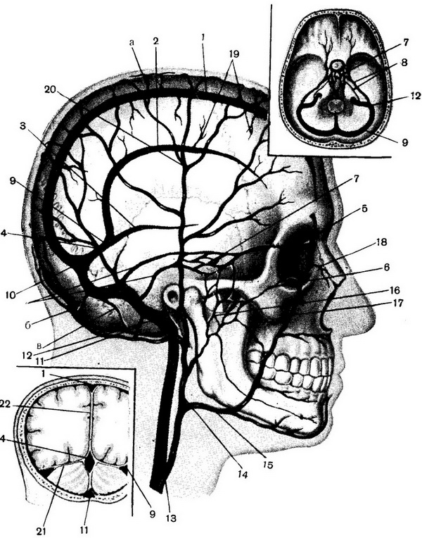 синуси твердої мозкової оболонки