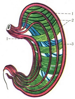 схема розташування м'язових шарів шлунка