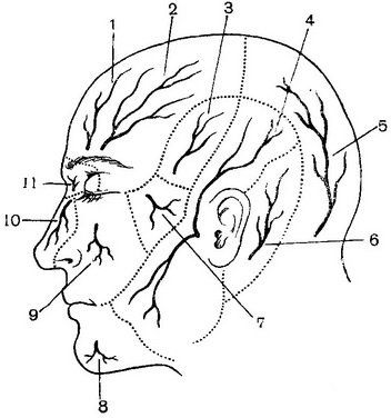 області поширення шкірних нервів голови