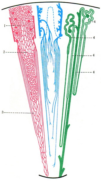 схема розподілу капілярів в кірковій і мозковій речовині