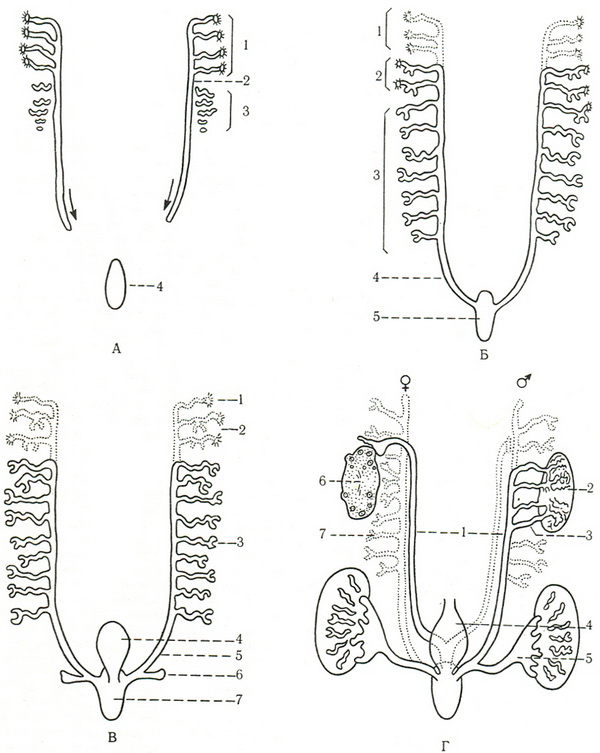 схема відносини переднирки, середньої, остаточної нирок