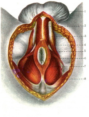 м'язи чоловічий промежини