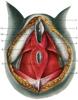 м'язи жіночої промежини