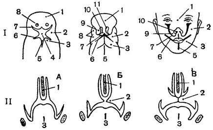 схема формування особи