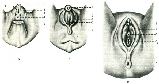 стадії розвитку жіночих зовнішніх статевих органів