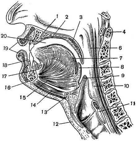 порожнина рота на сагітальному розпилі