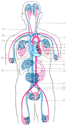 схема кровообігу людини