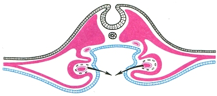 схема розвитку серця