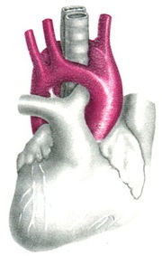 подвійна дуга аорти