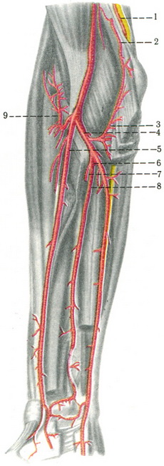 артерії передпліччя