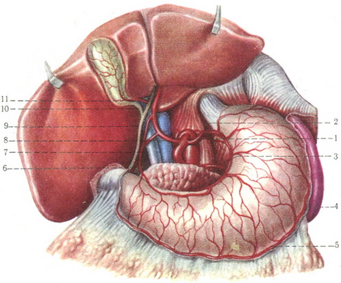 розгалуження чревного стовбура