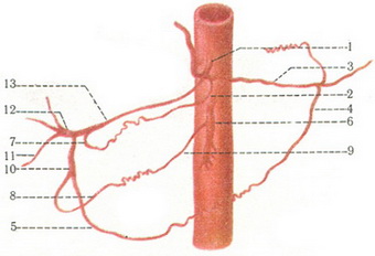 схема розгалуження чревного стовбура