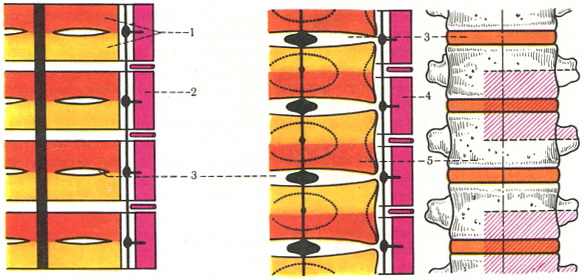 схема розвитку хребців