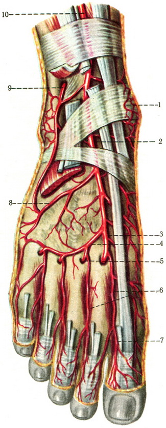 артерії тильній поверхні стопи