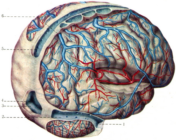 вени головного мозку