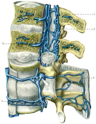 венозні сплетення хребетного стовпа