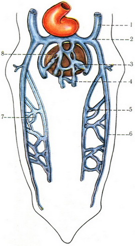 розвиток вен у ембріона 4 тижнів