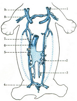 освіта субкардинального синуса у ембріона